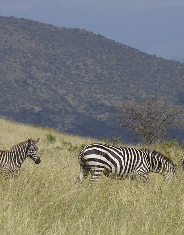 nech-sar-national-park