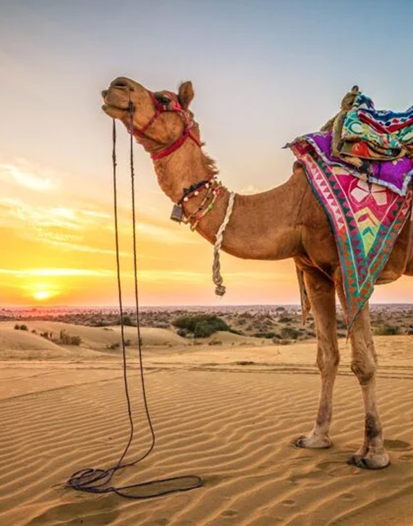 camel